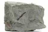 Bargain, Partial Estoniops Exilis Trilobite - Russia #363241-1